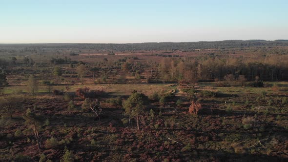 Wide aerial view of a moorland landscape closing in on a single pine tree in the middle of the day