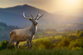 Red deer in the grass against the backdrop of mountains at sunset - PhotoDune Item for Sale