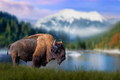 Bison stands in the grass against the backdrop of snow-capped mountains and lake - PhotoDune Item for Sale