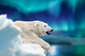 Polar bear lies on a glacier with Northern Lights, Aurora Borealis. Dangerous beast on snow - PhotoDune Item for Sale