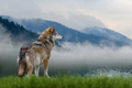 Wolf stands in the grass and looks into the distance against the backdrop of mountains - PhotoDune Item for Sale