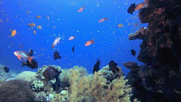 Tropical Blue Water Colorful Fishes