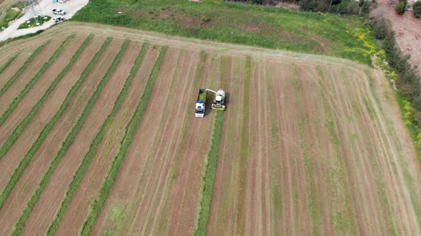 Wheat silage picking process post harvest into a truck trailer, Aerial view.