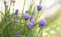 Purple Chive Flowers - PhotoDune Item for Sale