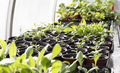 Seedlings in a Greenhouse - PhotoDune Item for Sale