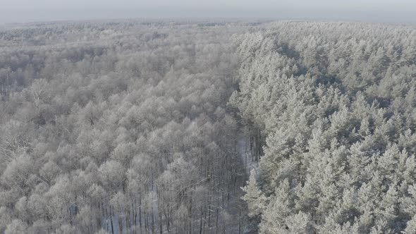 Ungraded Dlog Aerial View Of Deciduous Trees Without Foliage Leaves And Pines Forest In Landscape