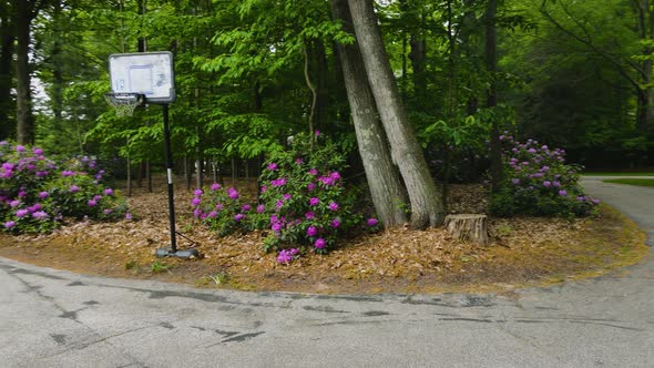 View of rhododendron bushes in bloom.