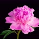 Time Lapse of Opening Beautiful Pink Peony Flowers - VideoHive Item for Sale
