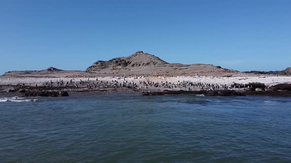 Aerial view on an island full of African black footed penguins, near Luderitz