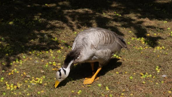 The bar-headed goose (Anser indicus)