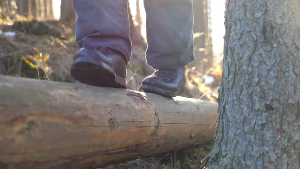 Close Up of Male Feet Walking Over Wood Log Lying in Pine Forest. Unrecognizable Young Man Spending