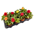 Colored dahlia flowers plant - PhotoDune Item for Sale