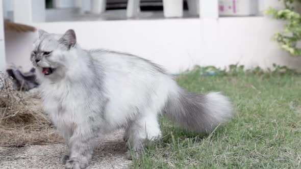 White long hair Persian Chinchilla adult female cat breathing heavily and jumping hunting insects in