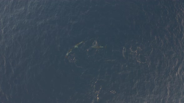 Aerial view group of dolphins swimming at Adriatic sea, Croatia.