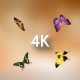 Butterfly - VideoHive Item for Sale