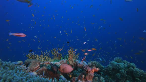 Underwater Fish and Coral Garden