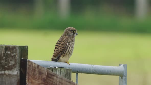 Solitary Eurasian Kestrel Bird Settled On A Tube Fence. Static Full Shot