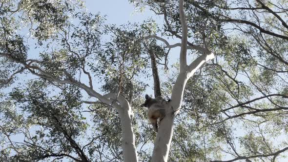 Koala Bear climbing high up a Eucalyptus tree in search of a steady branch to sleep on.