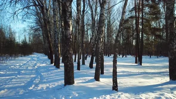 Frost And Sun In Mazurino Park 04