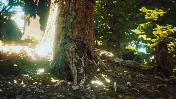 The Primeval Forest with Mossed Ground