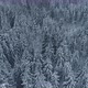 Aerial View of Winter Spruce Forest Snow Covered Frozen Trees Drone Shot - VideoHive Item for Sale