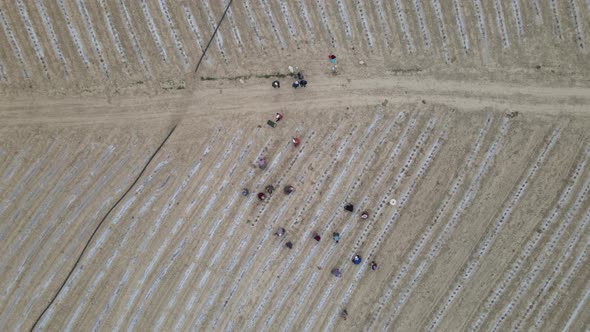 Aerial Tomato Field Workers