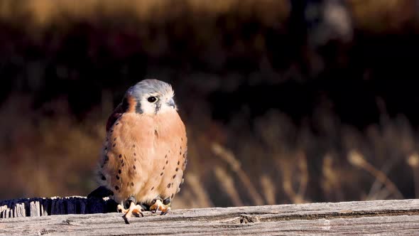 Kestrel perched on a fence