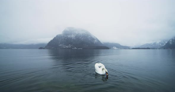 Swan swimming on Hallstatter See