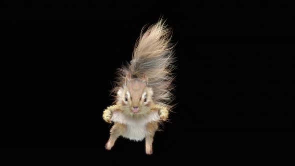 Squirrel Fly HD