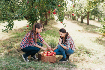 arm at fall day. Sisters with fruit in basket. Harvest Concept in country. Garden, teenager eating fruits at fall harvest.