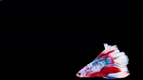 Slow motion of Siamese fighting fish (Betta splendens), well known name is Plakat Thai