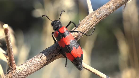 A Red Black Spotted Soldier Beetle on Leaves of Dry Weed Herb