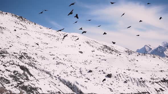 A Flock of Birds Flying Free in the Sky with the Snow Covered Mountains in the Background in Spiti