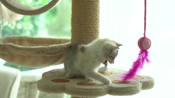 Cute Persian Cat Playing Toy On Cat Tower Slow Motion 