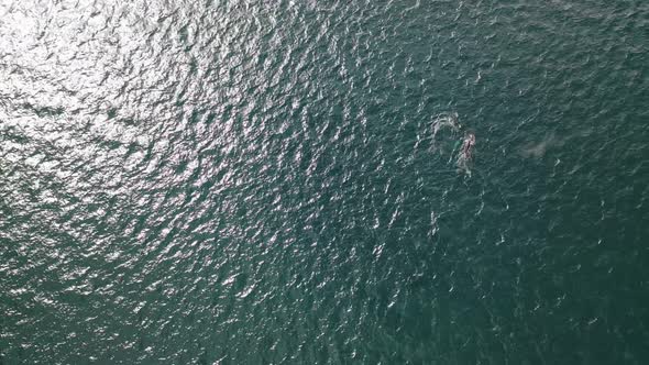 Aerial view of Whales in Broad Bay, Unalaska, Alaska, United States.