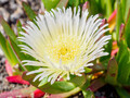 Wild white flower in Costa Brava, Girona, Spain - PhotoDune Item for Sale