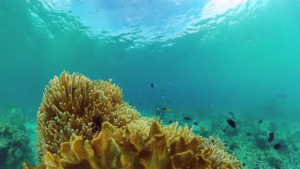 Coral Reef and Tropical Fish. Panglao, Philippines.