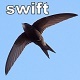 City Birds Swifts 1