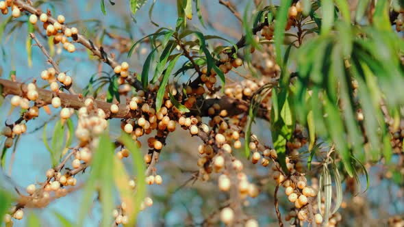 Ripe Sea Buckthorn Fruit on a Branch on a Background of Sunlight. V2