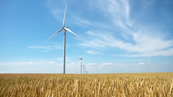 Group of windmills for electric power production in the yellow field of wheat