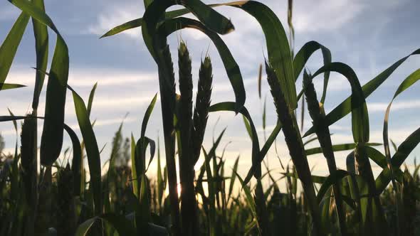 Wheat At Dawn