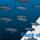 Flock Of Fish Hd - VideoHive Item for Sale