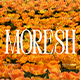 Moresh Serif Display Font - GraphicRiver Item for Sale
