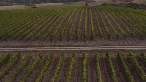 Vineyards Fields For Industrial Purposes 3