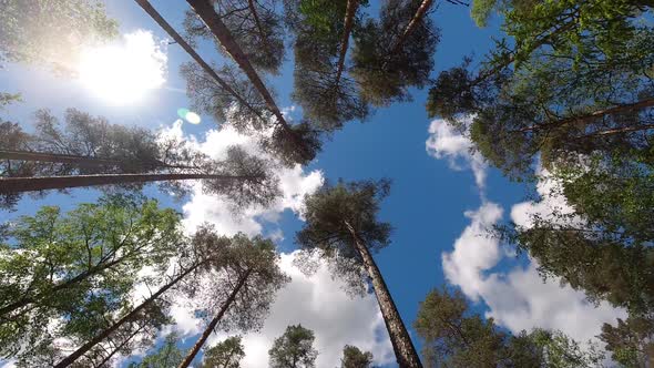 Time lapse of tall trees in a coniferous forest. Sun and clouds in the sky.