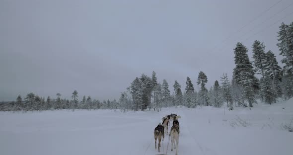 Traveling in Winter Forest with Sled Dogs