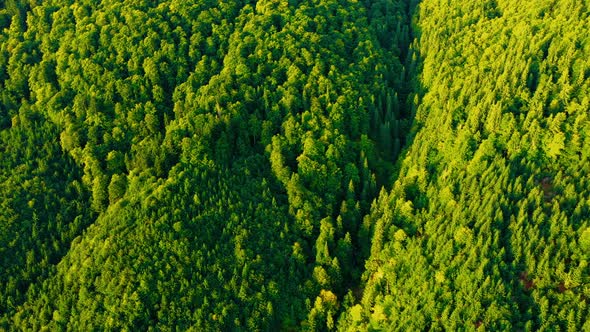Aerial view of Evergreen Forest in the Morning light. Flying above Extensive Green Trees 