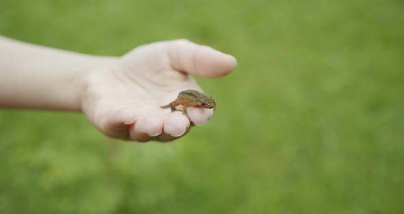 A Female Hands Holds a Lizard in His Hand, the Lizard Looks Into the Camera