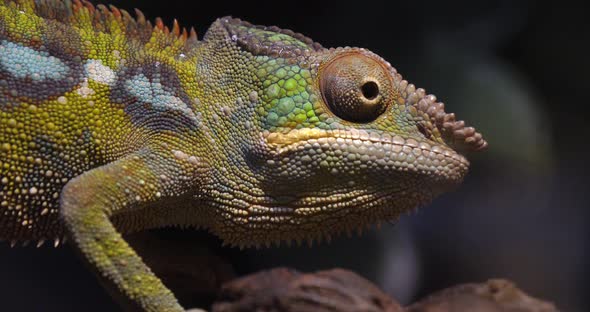 Panther Chameleon, furcifer pardalis, Adult standing on Branch, Madagascar, Slow motion 4K