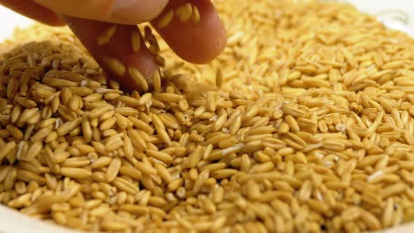 Human Hand Taking Pinch of Oat Seeds